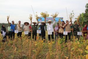 Sekda Kota Pekanbaru HM. Noer melakukan panen kedelai bersama 