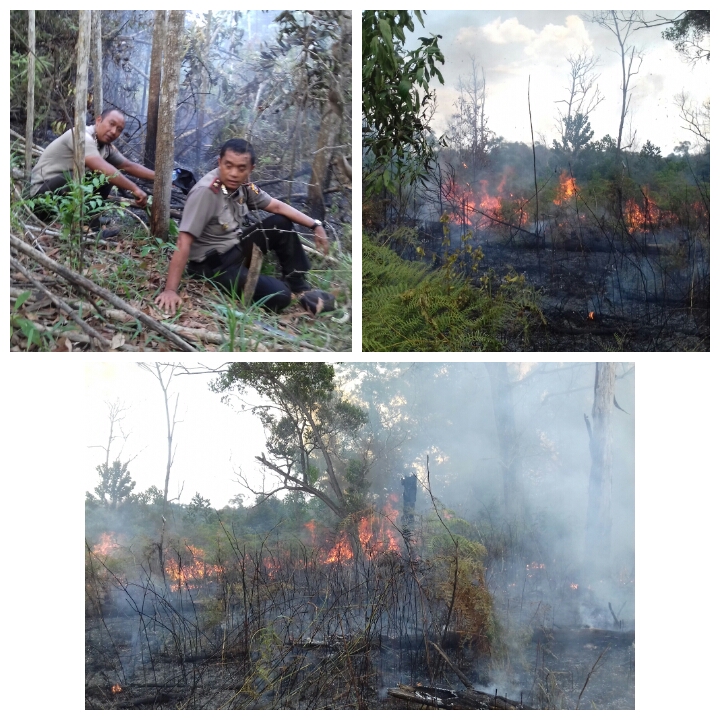 Hutan Lindung Terbakar, Petugas Sigap Padamkan Api