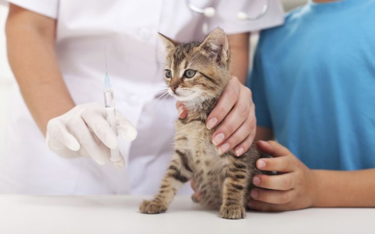 Ribuan Ekor Hewan Penular Rabies Divaksin