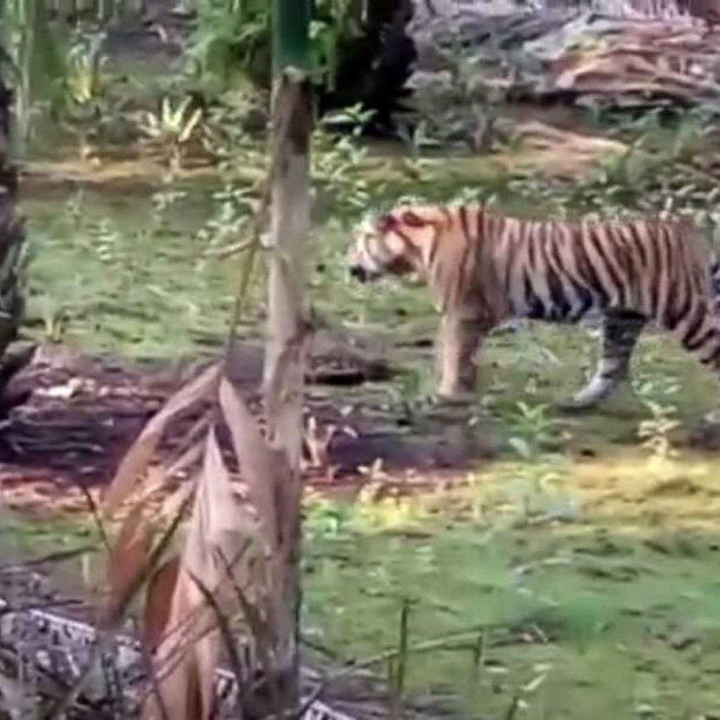 Harimau Mengamuk Di Inhil, Satu Warga Nyaris Di Terkam