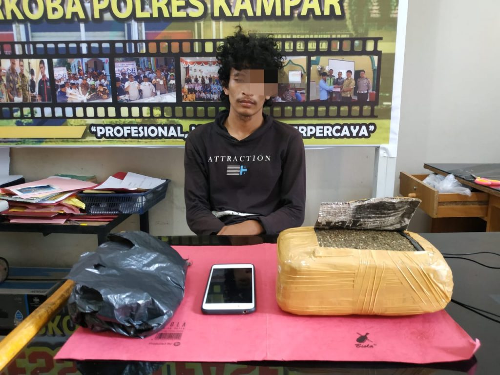 Amankan 1 Kg Daun Ganja Kering, Polres Kampar Bekuk Kurir Narkoba