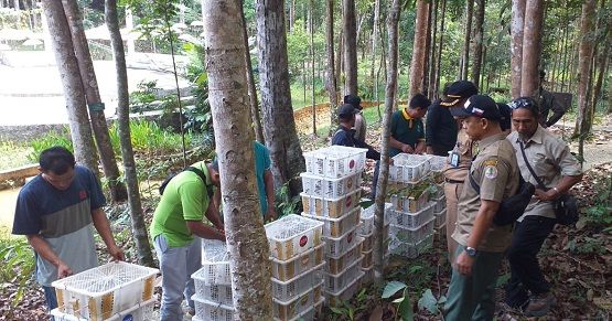 1.600 Burung Gelatik dan Ciblek Dilepasliarkan di Tahura SSH