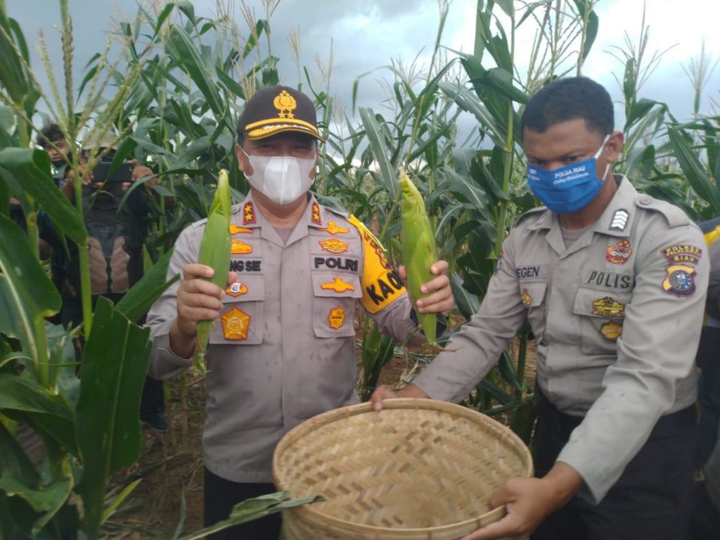 Panen Raya Program Jaga Kampung, Polda Riau Gandeng Persatuan Pedagang Jagung Bakar Pekanbaru.