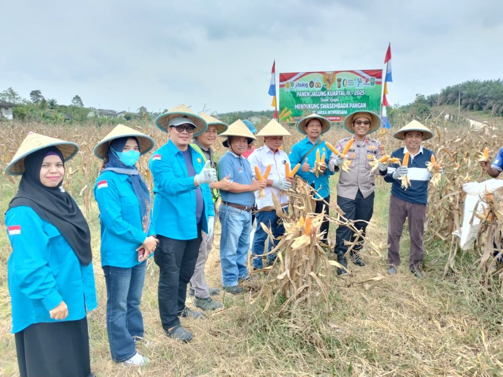 Panen Jagung Kuartal IV di Tualang, Wujud Dukungan Program Asta Cita dan Swasembada Pangan