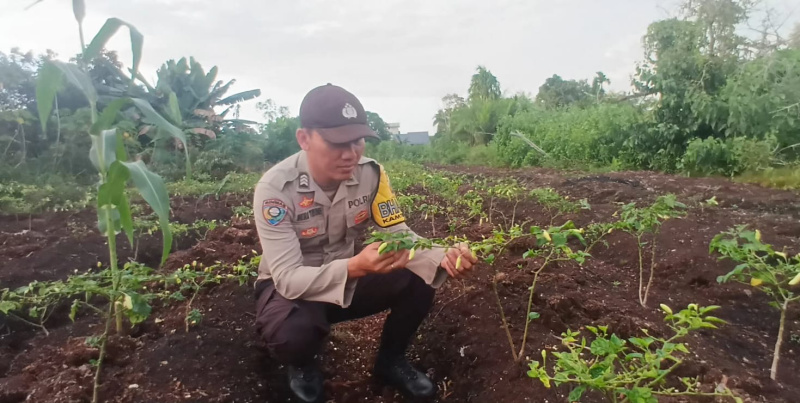 Bhabinkamtibmas Polsek Teluk Meranti Cek Tanaman Cabai Dukung Ketahanan Pangan
