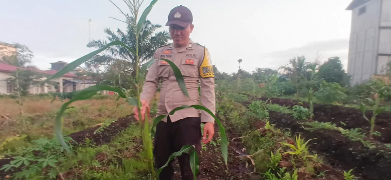 Bhabinkamtibmas Polsek Teluk Meranti, Cek Ketahanan Pangan