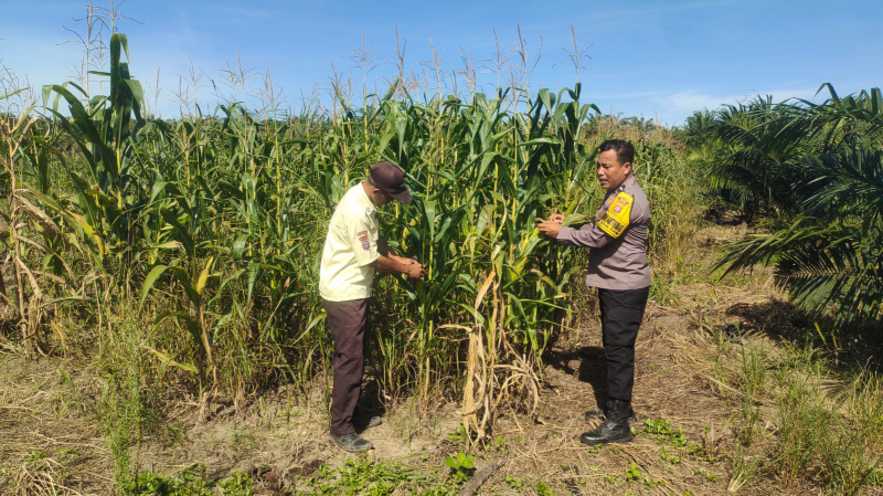 Dukung Ketahanan Pangan, Polsek Kandis Pantau Perkembangan Jagung Pipil di Lahan PT KPAK