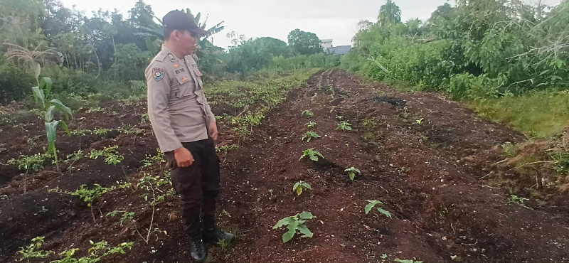 Personel Polsek Teluk Meranti Cek Ketahanan Pangan di Lahan Mapolsek