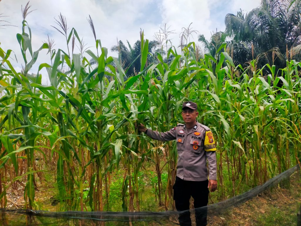 Polsek Tualang Monitoring Ketahanan Pangan, Jagung Pipil di PT Palmax Sejati Mulai Berbuah pada Usia 80 Hari