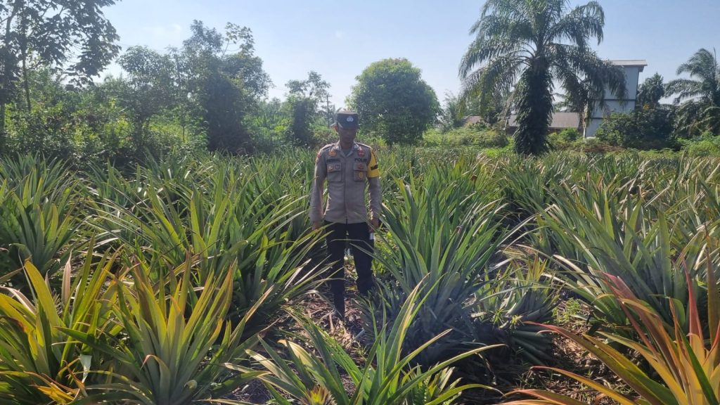 Dukung Swasembada Pangan, Bhabinkamtibmas Polsek Teluk Meranti Pantau Lahan Pertanian Warga