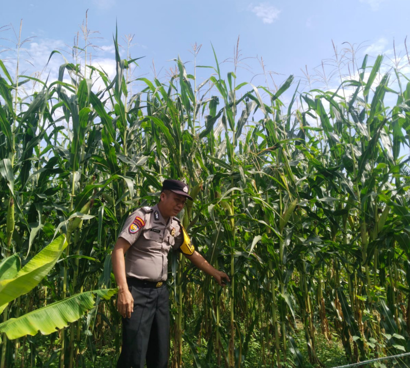 Sinergi Polri dan Petani, Polsek Kandis Kawal Pertumbuhan Jagung Tumpang Sari di Siak