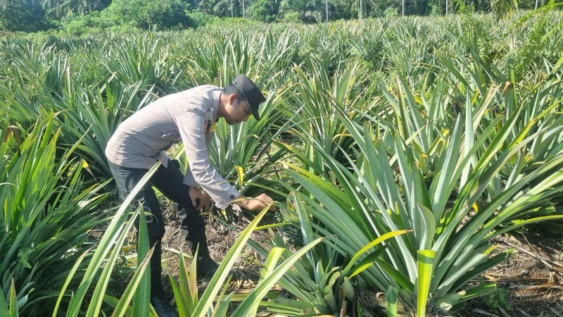 Bhabinkamtibmas Polsek Teluk Meranti Monitoring Lahan Ketahanan Pangan Warga