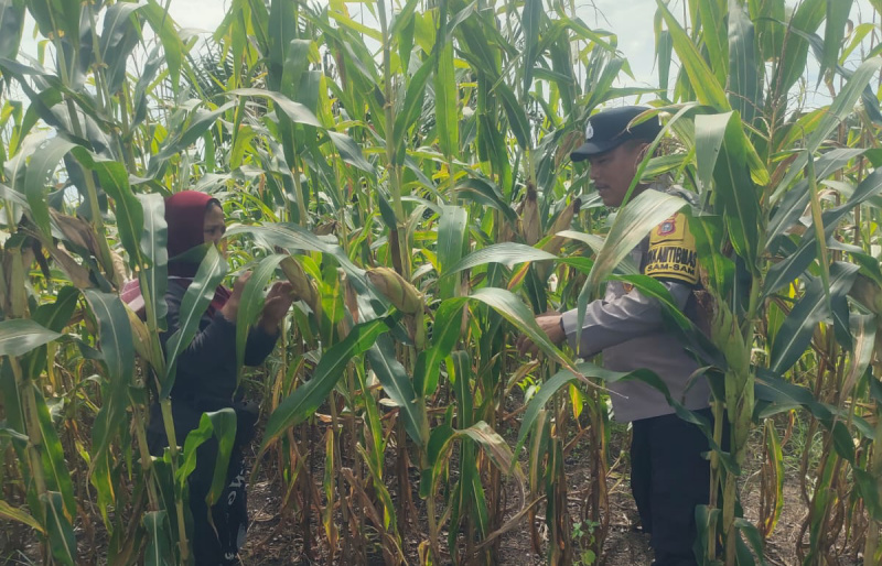 Ketahanan Pangan di Kampung SamSam Siap Panen Akhir Juni 2026, Polsek Kandis Rutin Lakukan Pemdampingan