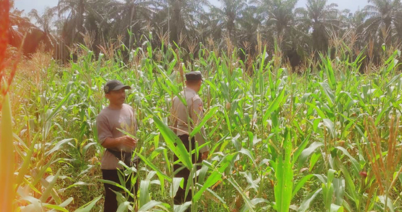 Kanit Binmas Polsek Sabak Auh Tinjau Perkebunan Jagung, Dukung Program Ketahanan Pangan Nasional