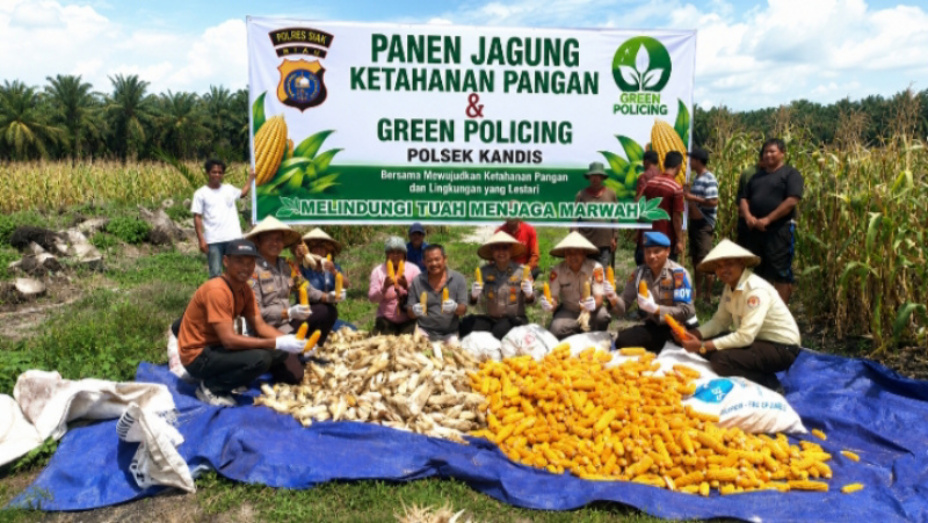 Ketahanan Pangan, Polsek Kandis Panen Raya Lima Hektar Jagung di Libo Jaya
