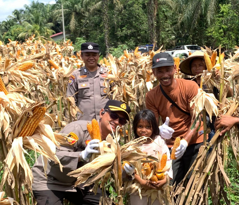 Polsek Kandis Bersama Petani Libo Jaya Panen 3 Ton Jagung untuk Ketahanan Pangan Nasional