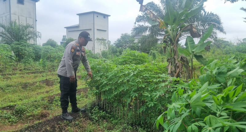 Dukungan Ketahanan Pangan, Bhabinkamtibmas Polsek Teluk Meranti Kembangkan Budidaya Cabai Bersama Petani
