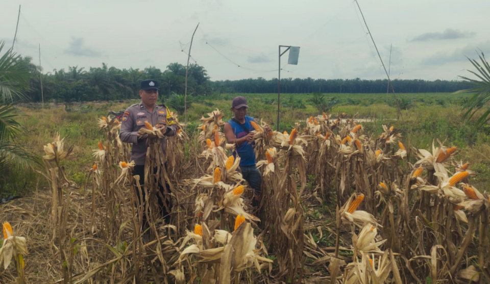 Menjaga Ketahanan Pangan di Ujung Musim, Bhabinkamtibmas Polsek Kandis Hadir Mengawal Petani Hingga Panen