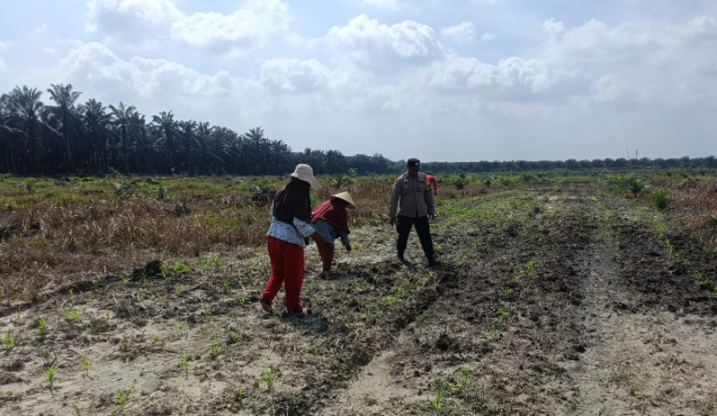 Dampingi Petani, Polsek Kandis Intensif Melakukan Pemeliharaan Tanaman Jagung