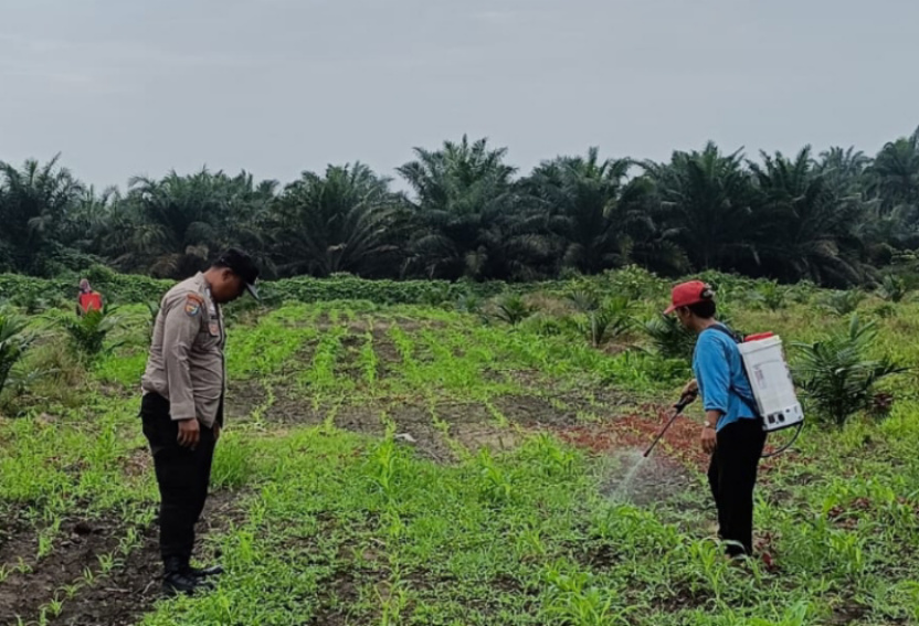 Bhabinkamtibmas Polsek Kandis Dampingi Petani, Tanaman Jagung Disemprot Mencegah Hama dan Penyakit
