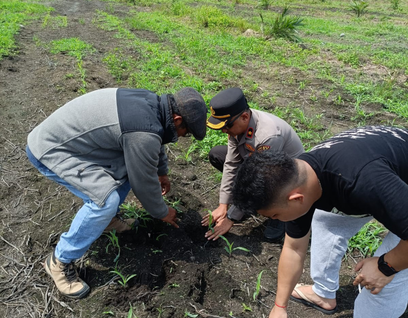 Kapolsek Kandis Dampingi Tim SDM Polda Riau Tinjau Lahan Jagung 12 Hektare di Kandis