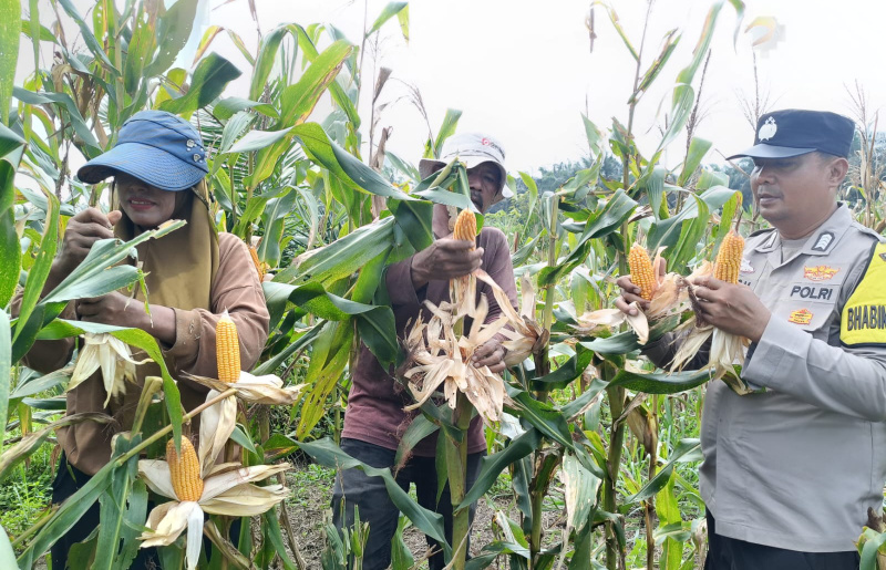 Sinergi Polri dan Petani Berbuah Manis, Polsek Kandis Panen Raya Jagung 2 Ton