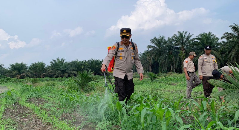Polsek Kandis Dampingi Penyemprotan Gulma, Kapolsek Turun Langsung Rawat Jagung Program Ketahanan Pangan
