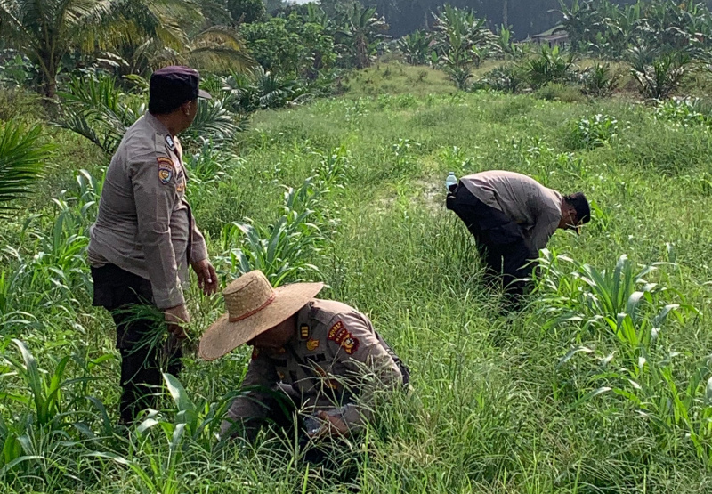 Kapolsek dan Wakapolsek Kandis Gotong Royong Bersihkan Gulma Tanaman Jagung untuk Ketahanan Pangan