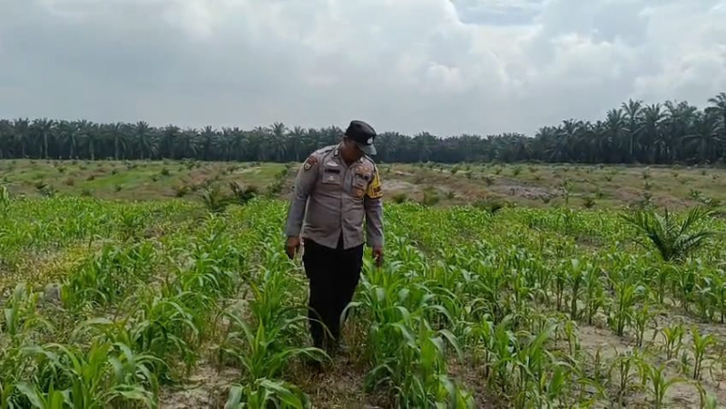Bhabinkamtibmas Aipda Janseng Temui Petani Tumpang Sari, Bahas Peningkatan Produktivitas Pangan