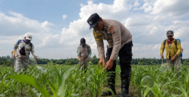 Polsek Kandis Tinjau Lahan Jagung Demi Menjaga Swasembada Pangan Nasional
