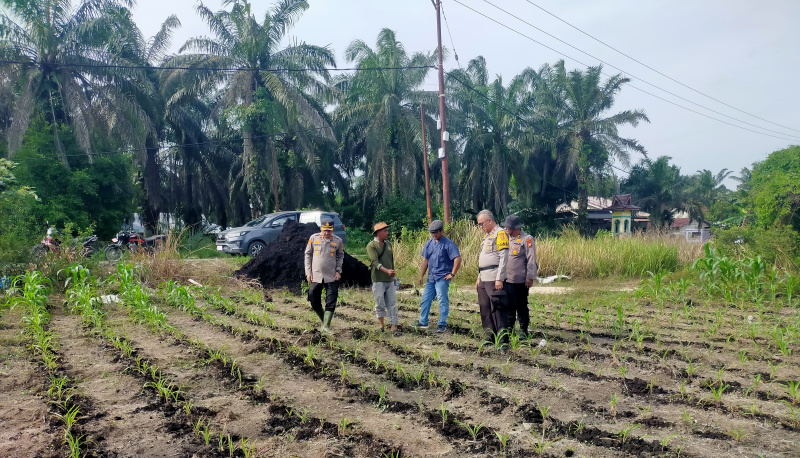 Polsek Kandis dan Petani Satukan Langkah, Mengawal Ketahanan Pangan untuk Masa Depan Bangsa