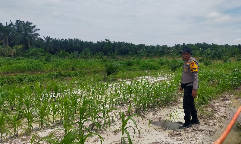 Dari Ladang untuk Negeri! Polsek Kandis Kawal Perjuangan Petani Wujudkan Swasembada Pangan
