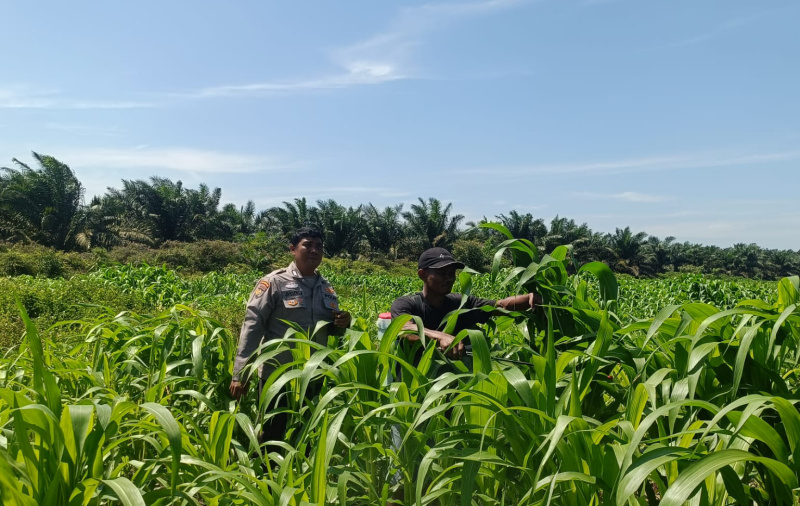 Bhabinkamtibmas Polsek Kandis Tinjau Perkebunan Jagung di Lahan Tumpang Sari Seluas 12 Hektar