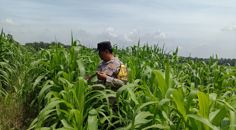 Dari Perkebunan Petani Jambai Makmur, Polsek Kandis Kembangkan Swasembada Pangan Nasional