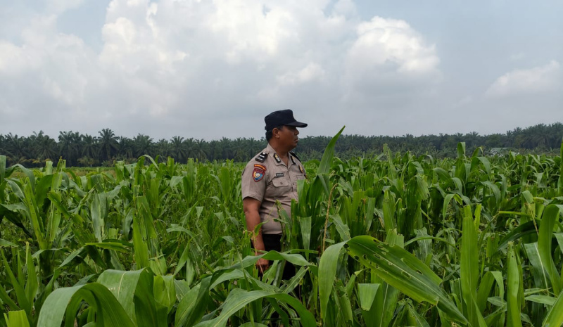 Menembus Hamparan Jagung, Polsek Kandis Pastikan Ketahanan Pangan Tetap Terjaga