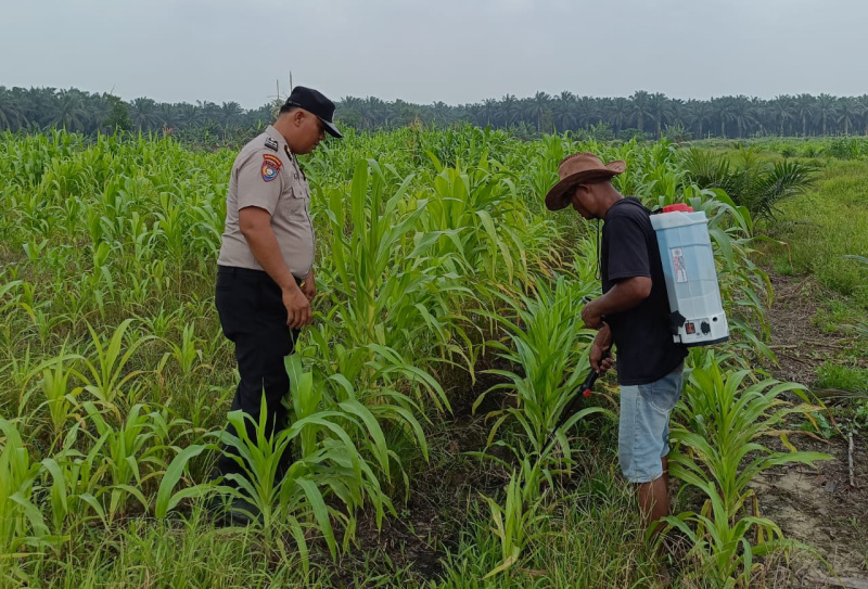Polsek Kandis Turun Langsung Kawal Lahan Petani di Kandis, Penguatan Ketahanan Pangan