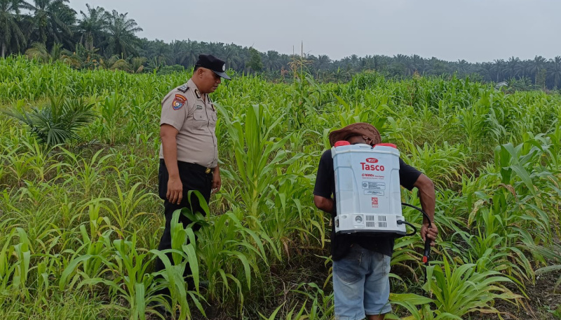 12 Hektare Jagung Jadi Asa Swasembada, Polisi Turun Langsung Kawal Lahan Petani di Kandis