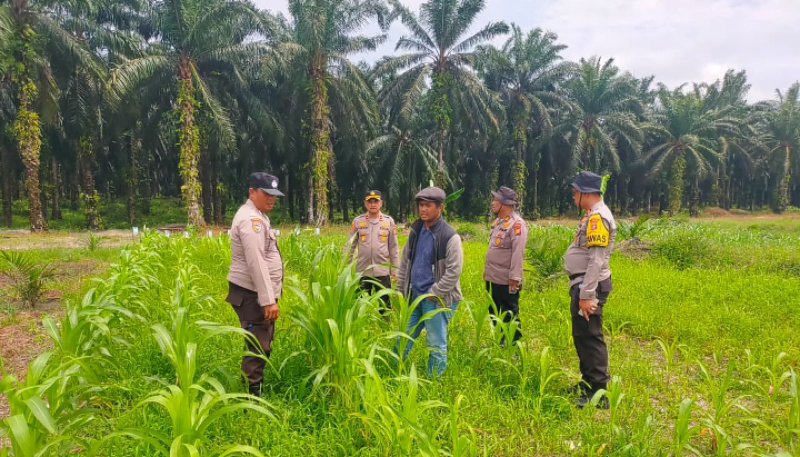 Kuartal III Dimulai, Polsek Kandis Dorong Petani Tingkatkan Produksi Jagung