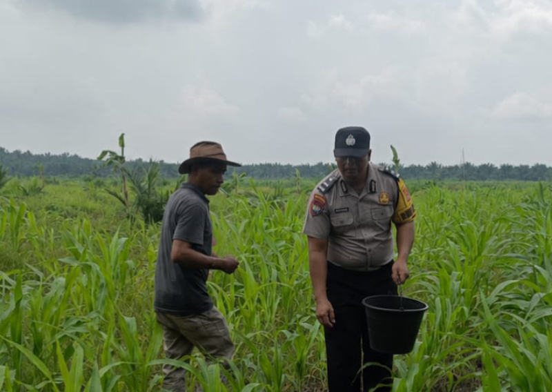 Bhabinkamtibmas Bersama Petani, Polsek Kandis Dorong Swasembada Pangan Nasional Lewat Pemupukan Jagung
