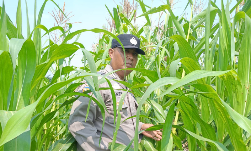 Perkembangan Positif Lahan Ketahanan Pangan di Wilayah Binaan Polsek Kandis, Tanaman Jagung Mulai Berbuah