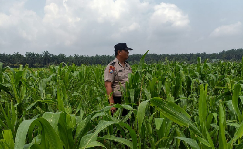 Menanti Panen, Tanaman Jagung Mulai Berbuah di Lahan Binaan Polsek Kandis