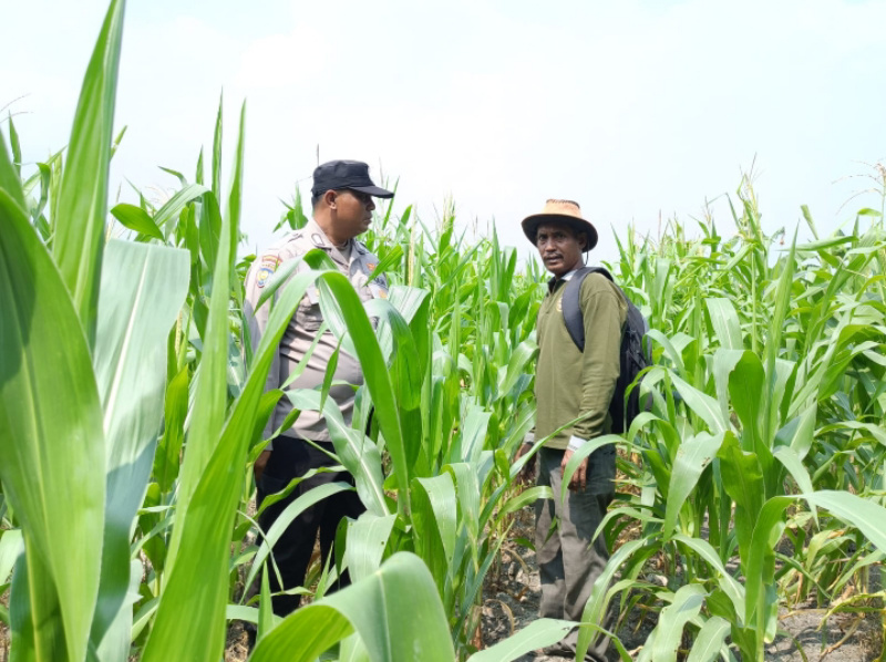 Ketahanan Pangan, Bhabinkamtibmas Polsek Kandis Turun Langsung Cek Jagung Petani Jambai Makmur