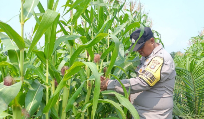 Jagung Dirawat, Produktivitas Ditingkatkan, Ketahanan Pangan Wilayah Kandis Dikuatkan