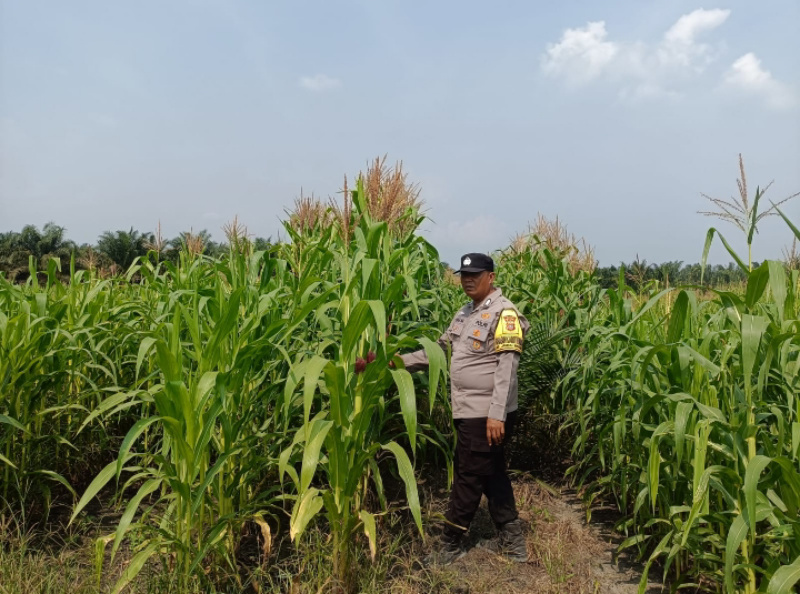 Bhabinkamtibmas Polsek Kandis Kawal Tanaman Jagung, Ketahanan Pangan Dimulai dari Lahan Petani