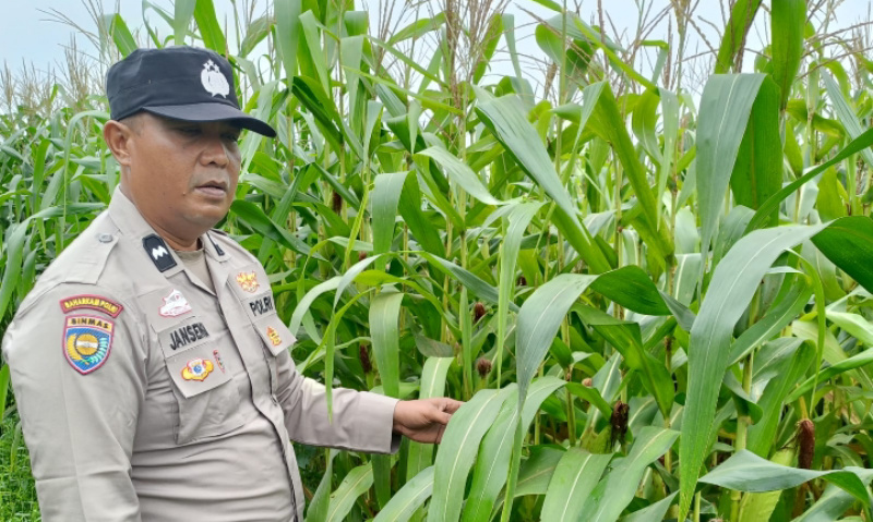 Bhabinkamtibmas Polsek Kandis Turun ke Ladang, Ketahanan Pangan