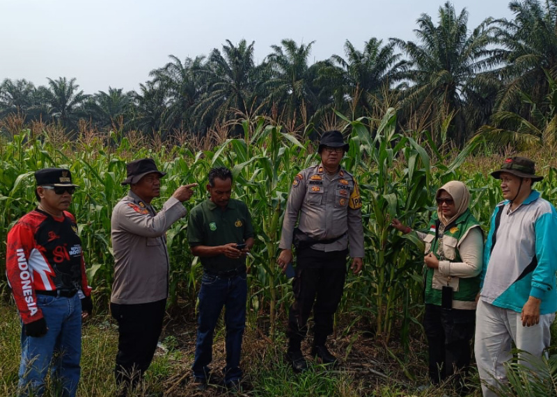 Petani Tangguh, Tanaman Jagung Tumbuh Lewat Semangat Gotong Royong Polsek Kandis