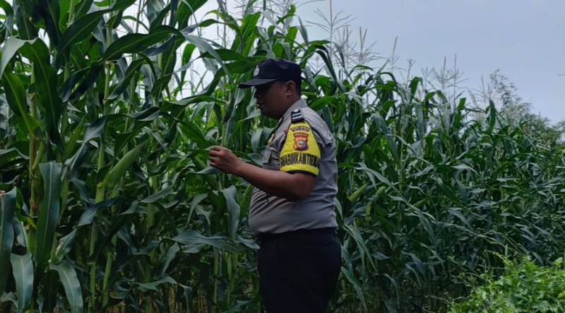 Menjaga Swasembada Pangan Berkelanjutan di Wilayah Binaan Polsek Kandis