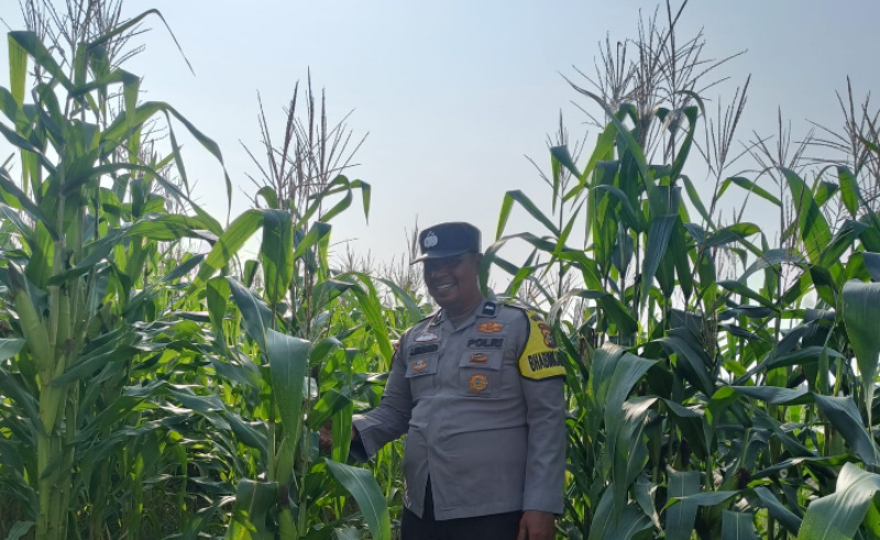 Bhabinkamtibmas Polsek Kandis Turun Langsung Memantau Lahan Jagung di Jambai Makmur
