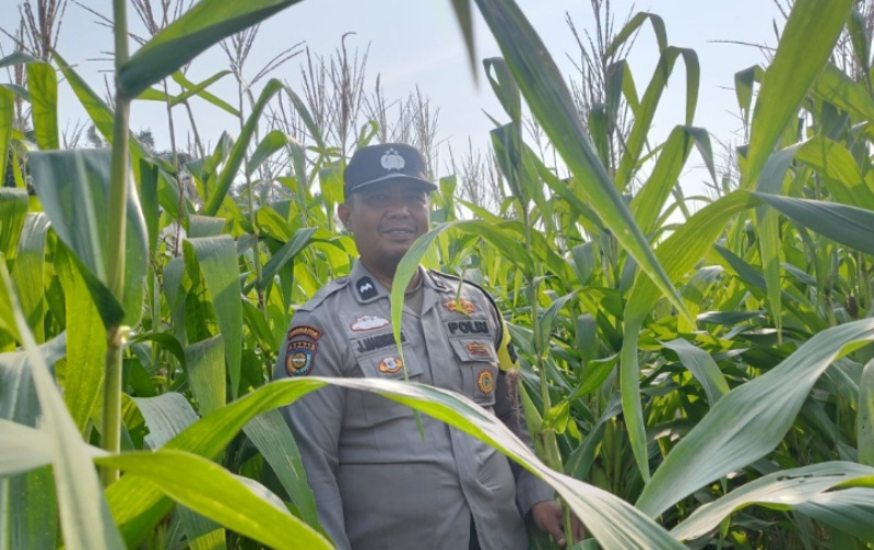 Bersama Petani, Bhabinkamtibmas Polsek Kandis Merawat Tanaman Jagung