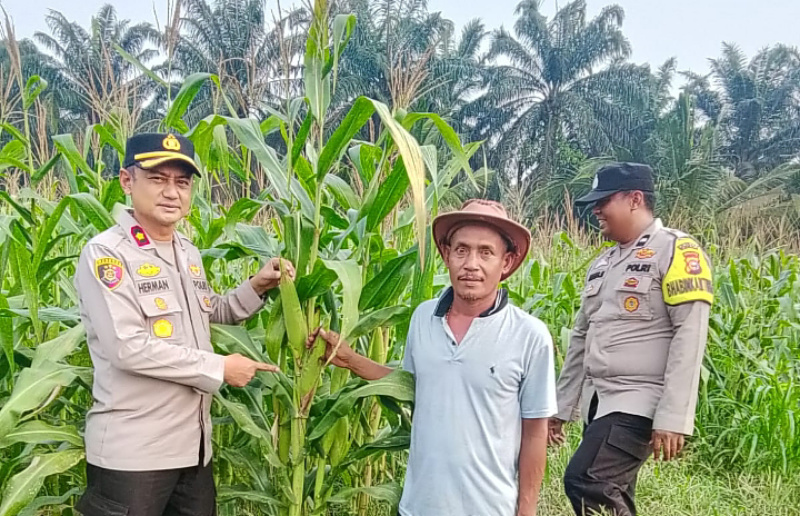 Polsek Kandis Turun ke Tengah Ladang, Ketahanan Pangan Tak Hanya Jadi Slogan